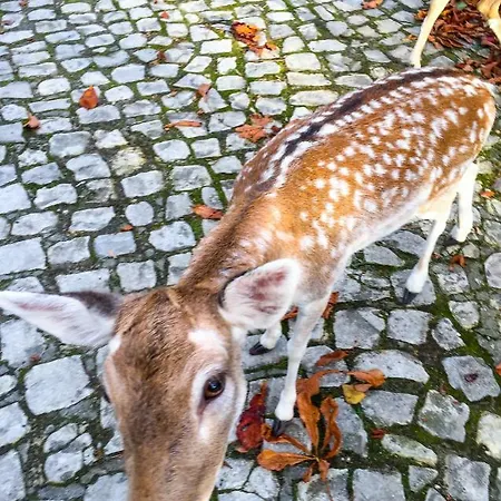 Quinta Da Mafalda Casa di campagna