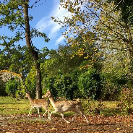 Quinta Da Mafalda * Mira (Coimbra)