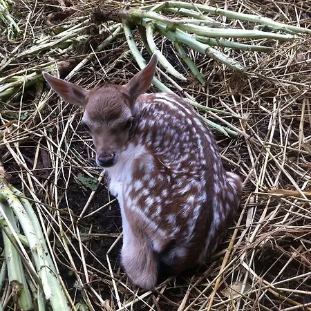 Quinta Da Mafalda Casa di campagna *