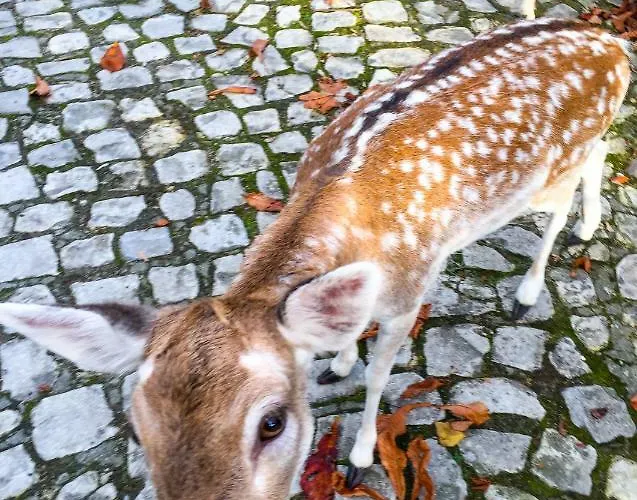 Quinta Da Mafalda Séjour à la campagne