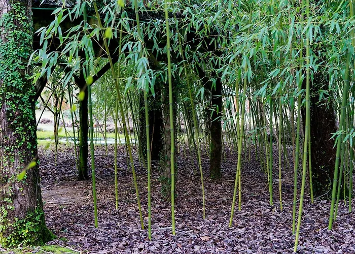 Quinta Da Mafalda * Mira (Coimbra)