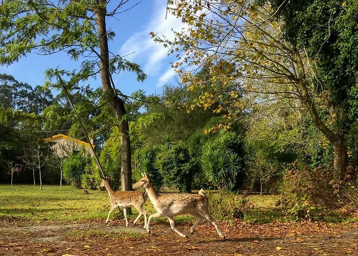 Quinta Da Mafalda * Mira (Coimbra)