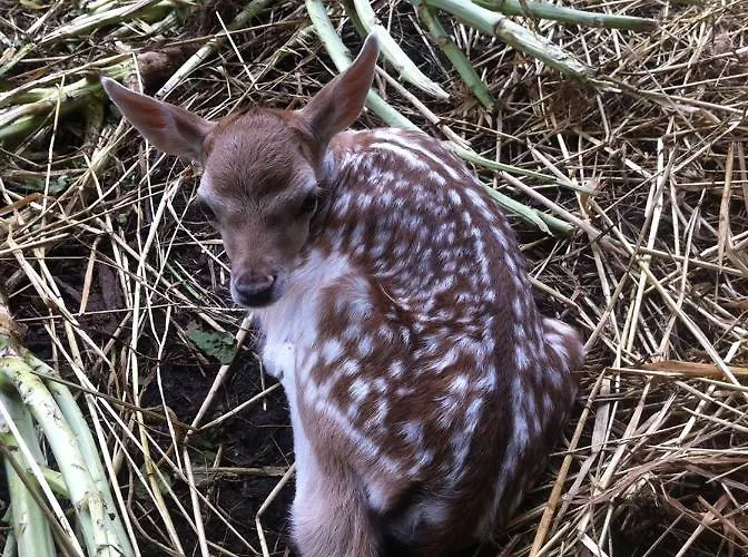 Quinta Da Mafalda Séjour à la campagne *